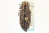  ( - CNC COLEO 00156825)  @13 [ ] CreativeCommons - Attribution (2012) CNC/CBG Photography Group Centre for Biodiversity Genomics