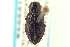  (Chrysobothris pusilla - CNC COLEO 00156832)  @13 [ ] CreativeCommons - Attribution (2012) CNC/CBG Photography Group Centre for Biodiversity Genomics