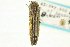  ( - CNC COLEO 00156873)  @13 [ ] CreativeCommons - Attribution (2012) CNC/CBG Photography Group Centre for Biodiversity Genomics