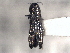  (Agrilus chiricahuae - CNC COLEO 00156889)  @11 [ ] CreativeCommons - Attribution (2012) CNC/CBG Photography Group Centre for Biodiversity Genomics