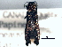  (Agrilus corylicola - CNC COLEO 00156893)  @13 [ ] CreativeCommons - Attribution (2012) CNC/CBG Photography Group Centre for Biodiversity Genomics