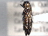  ( - CNC COLEO 00156894)  @11 [ ] CreativeCommons - Attribution (2012) CNC/CBG Photography Group Centre for Biodiversity Genomics