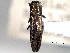  ( - CNC COLEO 00156895)  @11 [ ] CreativeCommons - Attribution (2012) CNC/CBG Photography Group Centre for Biodiversity Genomics