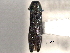 (Agrilus crinicornis - CNC COLEO 00156900)  @11 [ ] CreativeCommons - Attribution (2012) CNC/CBG Photography Group Centre for Biodiversity Genomics