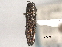  (Agrilus eleanova - CNC COLEO 00156919)  @11 [ ] CreativeCommons - Attribution (2012) CNC/CBG Photography Group Centre for Biodiversity Genomics