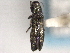  ( - CNC COLEO 00156921)  @11 [ ] CreativeCommons - Attribution (2012) CNC/CBG Photography Group Centre for Biodiversity Genomics