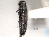  (Agrilus frosti - CNC COLEO 00156925)  @11 [ ] CreativeCommons - Attribution (2012) CNC/CBG Photography Group Centre for Biodiversity Genomics