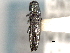  (Agrilus geminatus - CNC COLEO 00156928)  @14 [ ] CreativeCommons - Attribution (2012) CNC/CBG Photography Group Centre for Biodiversity Genomics