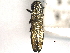  (Agrilus lacustris - CNC COLEO 00156932)  @14 [ ] CreativeCommons - Attribution (2012) CNC/CBG Photography Group Centre for Biodiversity Genomics