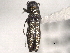  (Agrilus paracelti - CNC COLEO 00156962)  @11 [ ] CreativeCommons - Attribution (2012) CNC/CBG Photography Group Centre for Biodiversity Genomics
