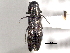 (Agrilus putillus - CNC COLEO 00156971)  @14 [ ] CreativeCommons - Attribution (2012) CNC/CBG Photography Group Centre for Biodiversity Genomics