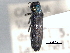  ( - CNC COLEO 00156976)  @11 [ ] CreativeCommons - Attribution (2012) CNC/CBG Photography Group Centre for Biodiversity Genomics