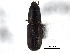  ( - CNC COLEO 00157754)  @11 [ ] CreativeCommons - Attribution (2012) CNC/CBG Photography Group Centre for Biodiversity Genomics