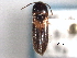  ( - CNC COLEO 00157934)  @11 [ ] CreativeCommons - Attribution (2012) CNC/CBG Photography Group Centre for Biodiversity Genomics