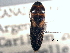  ( - CNC COLEO 00157936)  @11 [ ] CreativeCommons - Attribution (2012) CNC/CBG Photography Group Centre for Biodiversity Genomics