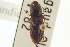  (Margaiostus grandicollis - CNC COLEO 00157992)  @11 [ ] CreativeCommons - Attribution (2012) CNC/CBG Photography Group Centre for Biodiversity Genomics