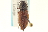  ( - CNC COLEO 00158133)  @11 [ ] CreativeCommons - Attribution (2012) CNC/CBG Photography Group Centre for Biodiversity Genomics