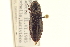  ( - CNC COLEO 00158166)  @13 [ ] CreativeCommons - Attribution (2012) CNC/CBG Photography Group Centre for Biodiversity Genomics