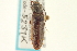  ( - CNC COLEO 00158170)  @11 [ ] CreativeCommons - Attribution (2012) CNC/CBG Photography Group Centre for Biodiversity Genomics