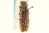  ( - CNC COLEO 00158171)  @11 [ ] CreativeCommons - Attribution (2012) CNC/CBG Photography Group Centre for Biodiversity Genomics