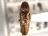  ( - CNC COLEO 00158237)  @11 [ ] CreativeCommons - Attribution (2012) CNC/CBG Photography Group Centre for Biodiversity Genomics