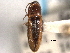  ( - CNC COLEO 00158238)  @13 [ ] CreativeCommons - Attribution (2012) CNC/CBG Photography Group Centre for Biodiversity Genomics