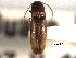  ( - CNC COLEO 00158239)  @11 [ ] CreativeCommons - Attribution (2012) CNC/CBG Photography Group Centre for Biodiversity Genomics