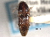  ( - CNC COLEO 00158275)  @11 [ ] CreativeCommons - Attribution (2012) CNC/CBG Photography Group Centre for Biodiversity Genomics