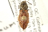  ( - CNC COLEO 00158396)  @14 [ ] CreativeCommons - Attribution (2012) CNC/CBG Photography Group Centre for Biodiversity Genomics