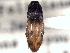  ( - CNC COLEO 00158404)  @11 [ ] CreativeCommons - Attribution (2012) CNC/CBG Photography Group Centre for Biodiversity Genomics