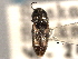  ( - CNC COLEO 00158408)  @11 [ ] CreativeCommons - Attribution (2012) CNC/CBG Photography Group Centre for Biodiversity Genomics