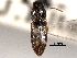 ( - CNC COLEO 00158409)  @11 [ ] CreativeCommons - Attribution (2012) CNC/CBG Photography Group Centre for Biodiversity Genomics