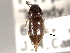  (Neohypdonus restrictulus - CNC COLEO 00158411)  @13 [ ] CreativeCommons - Attribution (2012) CNC/CBG Photography Group Centre for Biodiversity Genomics