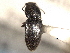  ( - CNC COLEO 00158424)  @11 [ ] CreativeCommons - Attribution (2012) CNC/CBG Photography Group Centre for Biodiversity Genomics