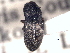  (Zorochros culcullatus - CNC COLEO 00158426)  @11 [ ] CreativeCommons - Attribution (2012) CNC/CBG Photography Group Centre for Biodiversity Genomics