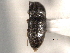  (Zorochros gradarius - CNC COLEO 00158427)  @12 [ ] CreativeCommons - Attribution (2012) CNC/CBG Photography Group Centre for Biodiversity Genomics
