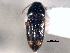  ( - CNC COLEO 00158428)  @11 [ ] CreativeCommons - Attribution (2012) CNC/CBG Photography Group Centre for Biodiversity Genomics