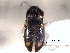  ( - CNC COLEO 00158429)  @11 [ ] CreativeCommons - Attribution (2012) CNC/CBG Photography Group Centre for Biodiversity Genomics
