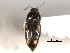  ( - CNC COLEO 00158430)  @11 [ ] CreativeCommons - Attribution (2012) CNC/CBG Photography Group Centre for Biodiversity Genomics