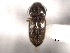  (Zorochros melsheimeri - CNC COLEO 00158468)  @11 [ ] CreativeCommons - Attribution (2012) CNC/CBG Photography Group Centre for Biodiversity Genomics