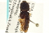  ( - CNC COLEO 00158477)  @11 [ ] CreativeCommons - Attribution (2012) CNC/CBG Photography Group Centre for Biodiversity Genomics