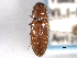  ( - CNC COLEO 00158529)  @11 [ ] CreativeCommons - Attribution (2012) CNC/CBG Photography Group Centre for Biodiversity Genomics
