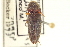  ( - CNC COLEO 00158550)  @14 [ ] CreativeCommons - Attribution (2012) CNC/CBG Photography Group Centre for Biodiversity Genomics