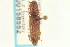  ( - CNC COLEO 00158552)  @11 [ ] CreativeCommons - Attribution (2012) CNC/CBG Photography Group Centre for Biodiversity Genomics