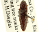  (Melanotus lanceolatus - CNC COLEO 00158566)  @14 [ ] CreativeCommons - Attribution (2012) CNC/CBG Photography Group Centre for Biodiversity Genomics
