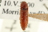 (Melanotus insipiens - CNC COLEO 00158568)  @13 [ ] CreativeCommons - Attribution (2012) CNC/CBG Photography Group Centre for Biodiversity Genomics