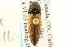  (Ampedus nigricollis - CNC COLEO 00158594)  @14 [ ] CreativeCommons - Attribution (2012) CNC/CBG Photography Group Centre for Biodiversity Genomics