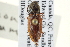  ( - CNC COLEO 00158624)  @14 [ ] CreativeCommons - Attribution (2012) CNC/CBG Photography Group Centre for Biodiversity Genomics