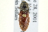  ( - CNC COLEO 00158638)  @11 [ ] CreativeCommons - Attribution (2012) CNC/CBG Photography Group Centre for Biodiversity Genomics