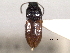  (Zorochros dispersus - CNC COLEO 00158804)  @11 [ ] CreativeCommons - Attribution (2012) CNC/CBG Photography Group Centre for Biodiversity Genomics